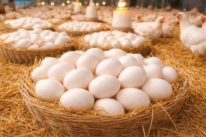 Eggs