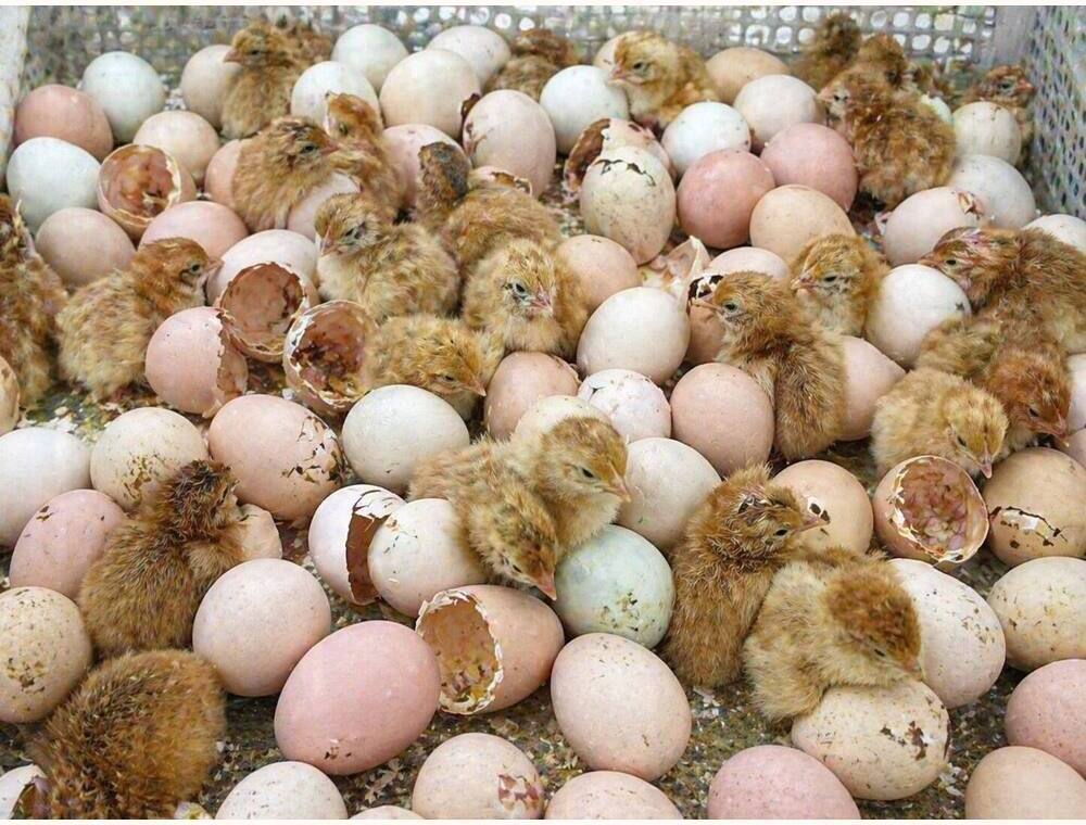 RH1 Hatching Eggs