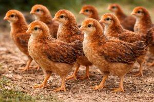 One-Month-Old Chicks