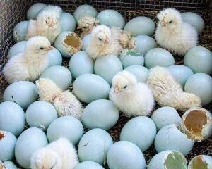Eggs