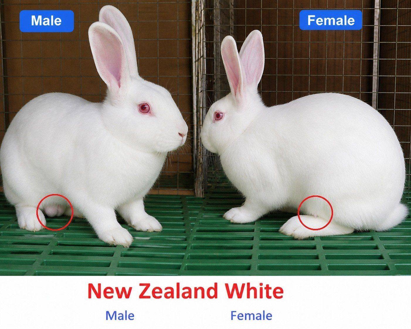 New Zealand White Rabbits