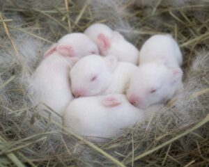 Day-Old Chicks