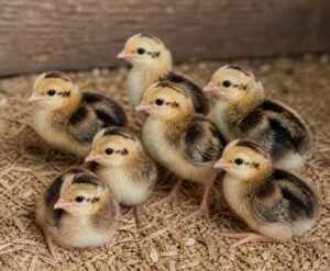 Day-Old Chicks