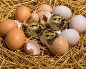 Eggs