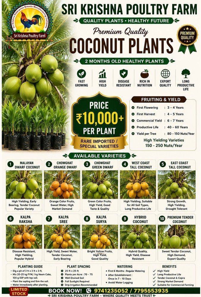 Coconut plants