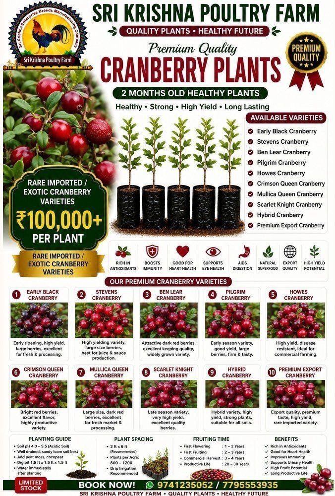 Cranberry Plants