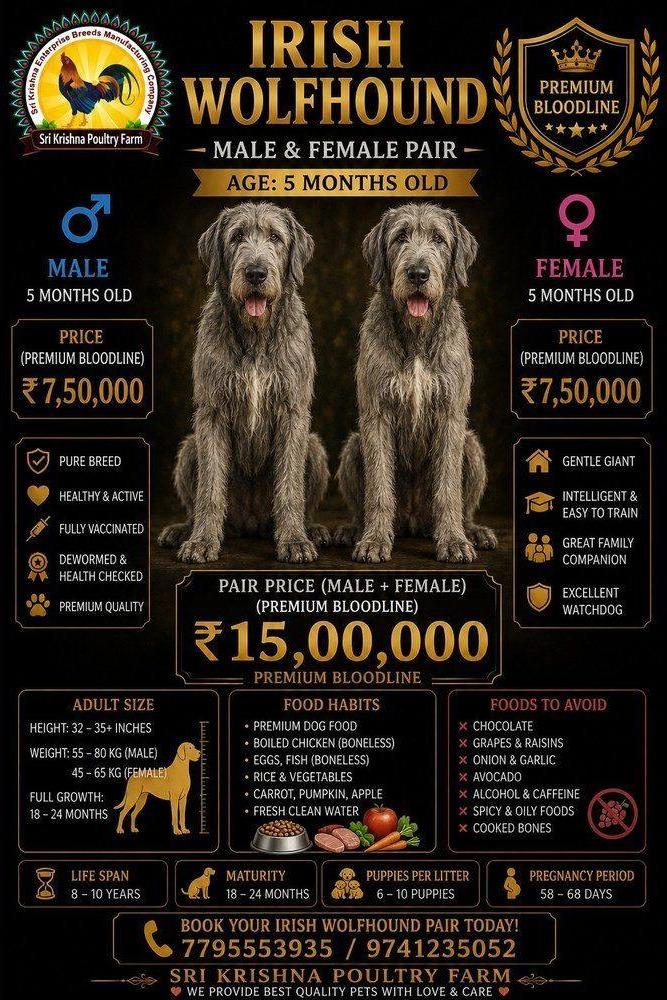 Irish Wolfhound