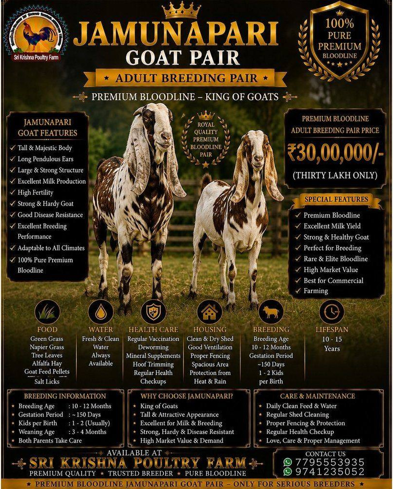 Jamunapari Goat