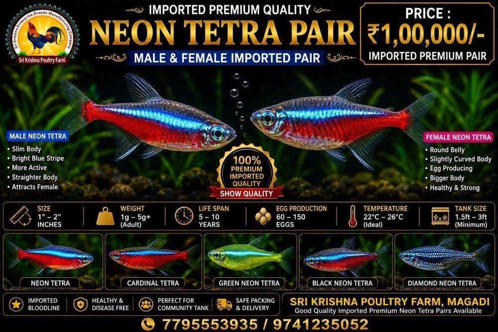 Neon Tetra