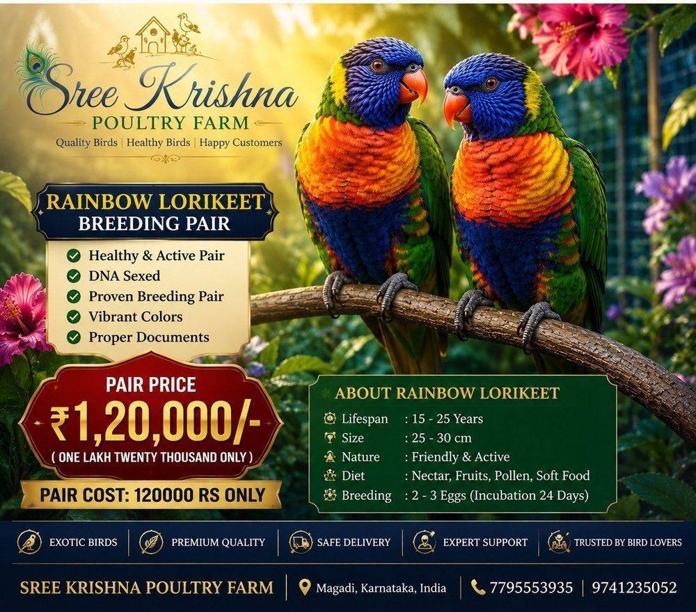 Rainbow Lorikeet