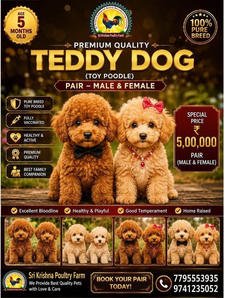 Teddy Dog