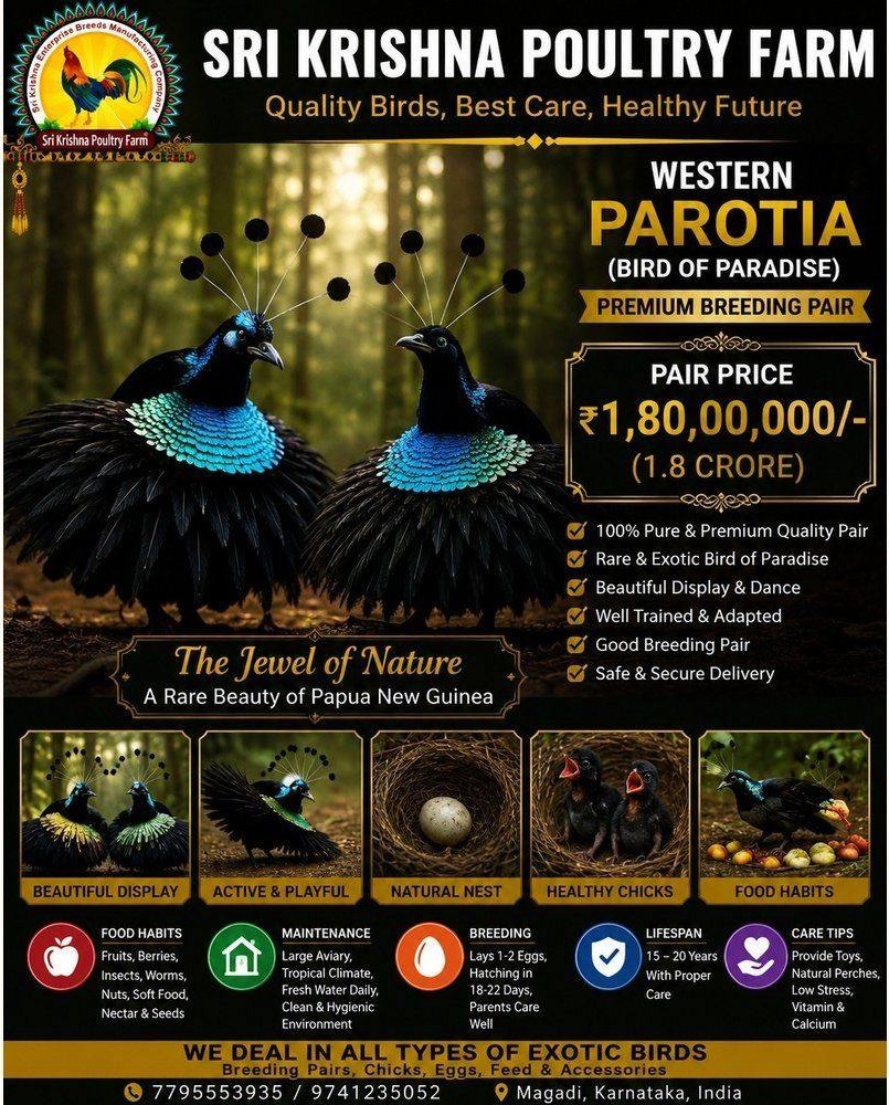 Western Parotia